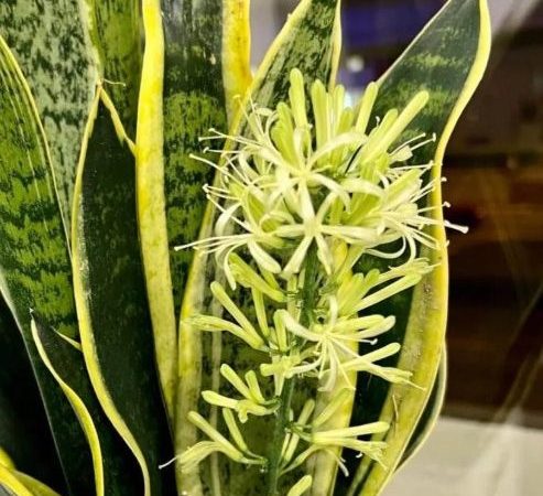 Người thuộc 2 mệnh này trồng Cây Lưỡi Hổ, lộc đến ngập nhà