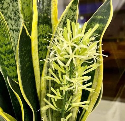 Người thuộc 2 mệnh này trồng Cây Lưỡi Hổ, lộc đến ngập nhà