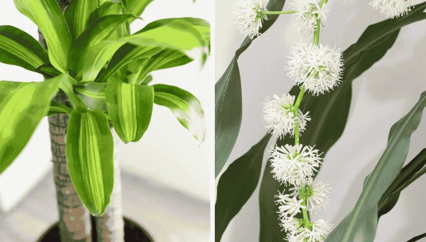 ‘6 cây này nở hoa, dù không giàu cũng sẽ giàu’, là cây gì?