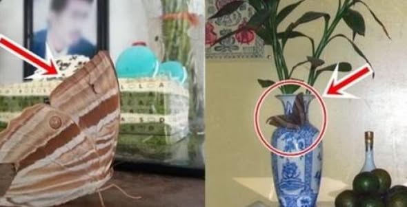 Nhà có 6 dấu hiệu này chứng tỏ thổ địa có lộc, càng ở càng may, đừng dại mà bán đi