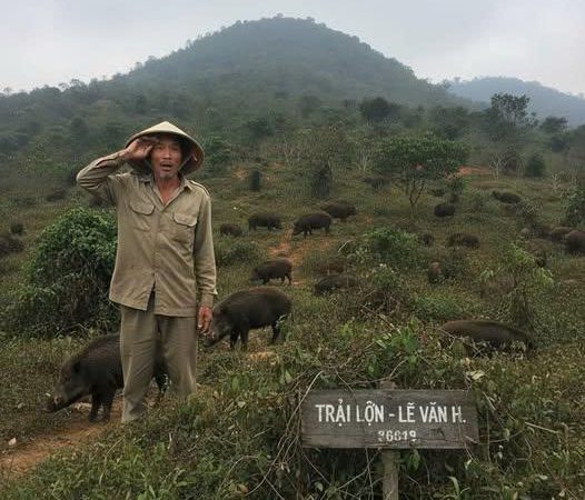 Thuê một ngọn núi nuôi 30 con lợn rồi bỏ quên 5 năm – Một ngày nọ ông b/ất n/gờ trở lại, liền s/ững s/ờ trước cảnh tượng