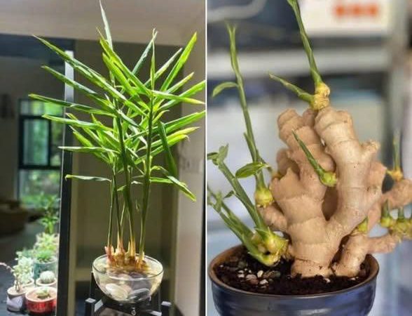 Vì sao càng ngày càng có nhiều người trồng gừng phong thủy?