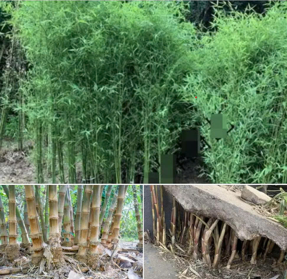 Tại sao Hoa Kỳ cấ:m trồng tre? Sau khi đọc bài viết này, tôi nhận ra rằng tre còn khủ:ng khi:ếp hơn chúng ta nghĩ