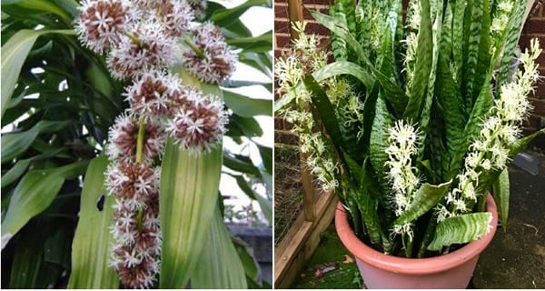 ‘Trước cửa có 5 bông hoa, không giàu cũng có của ăn của để, 3 đời hưởng phúc’