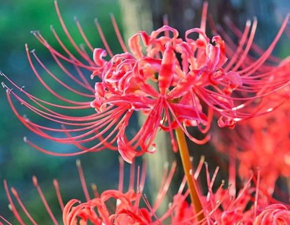 Hai loài hoa ‘hút ma’ tuyệt đối không nên trồng trong nhà