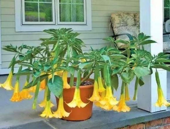 Hai loài hoa ‘hút ma’ tuyệt đối không nên trồng trong nhà