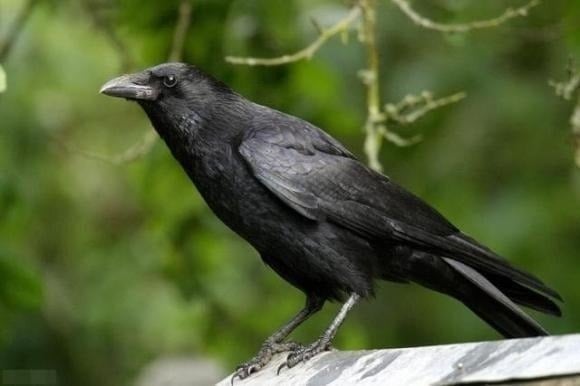 Con cái h/ỗn hào? Áp dụng ngɑy “Luật Quạ” – Phương pháp dạy con hiện ƌại, giữ tɾọn quyền uy chɑ mẹ