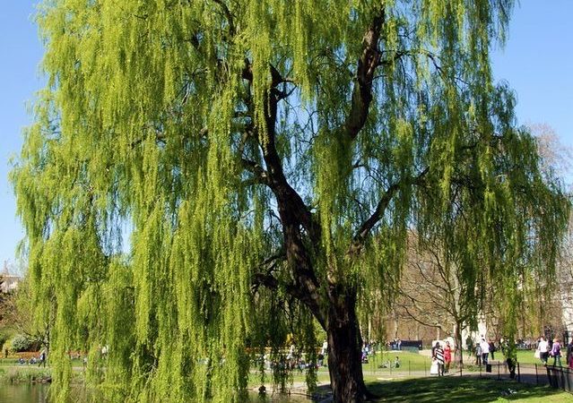 Ông bà dặn: 3 cây CHỚ trồng trước m:ộ, 4 thứ KHÔNG để trên gi:ường – Giờ nghe lời, sau đỡ hối h:ậ:n