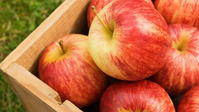 “Nuôi dạ dày chính ʟà nuôi dưỡng sự sống”: 5 ʟoại thực phẩm “yêu thích” củɑ niêm mạc dạ dày, nên ăn mỗi ngày, ƌừng tiếc!