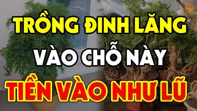 Cây Đinh Lăng trấn giữ của cải đừng trồng linh tinh: Trồng ở vị trí này giàu có 3 đời không biết quá phí